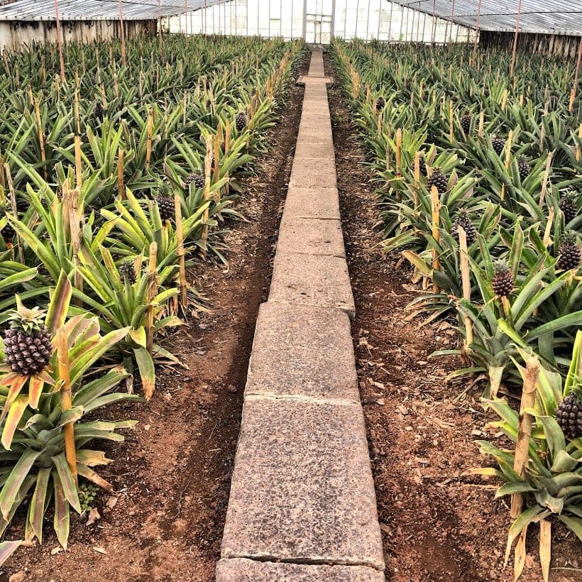 Pineapples A Arruda just outside Ponta Delgada