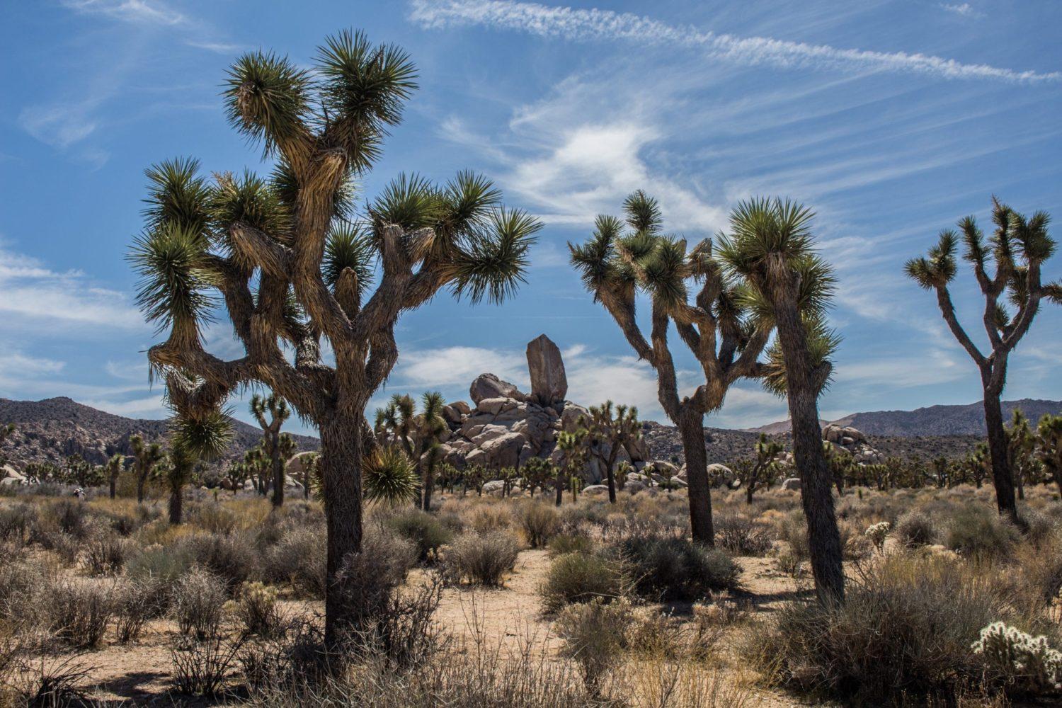 A cactus in a field with Joshua Tree National Park in the background