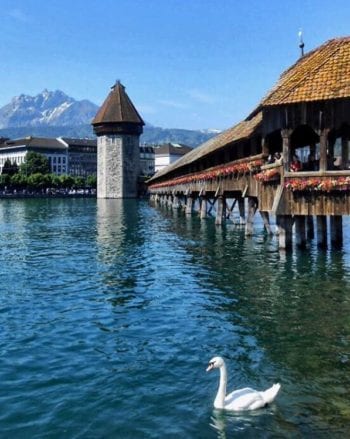 A bird standing in front of a body of water with Kapellbrücke in the background