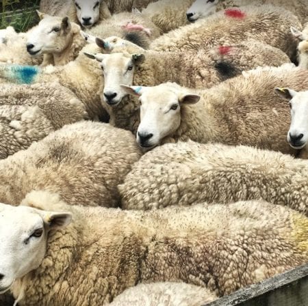 Sheep Scottish Highlands
