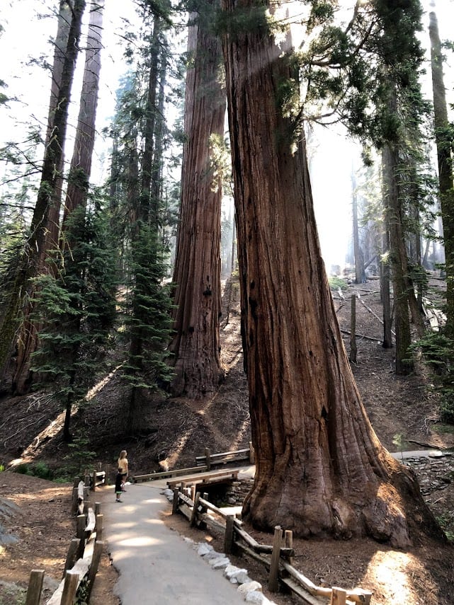 Central California sequoia national park