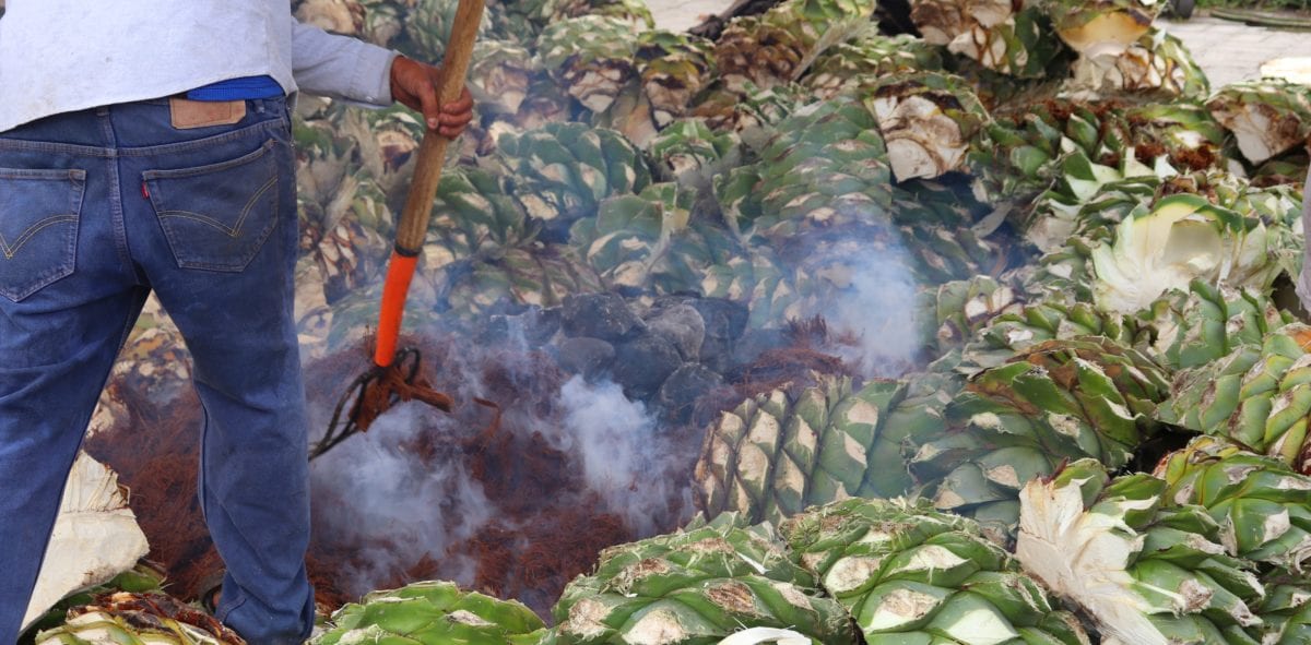 Mezcal production