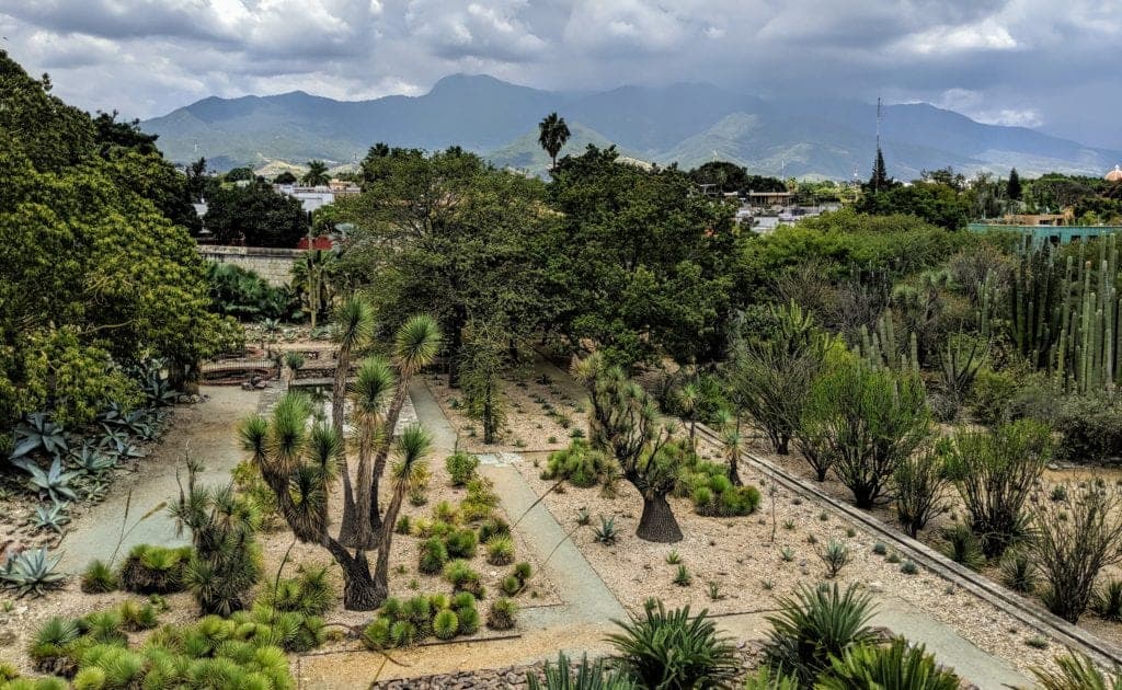 Jardin Etnobotanico Oaxaca