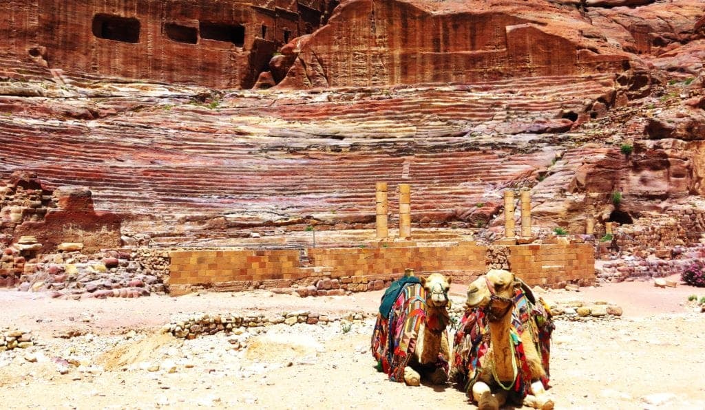 camels in jordan