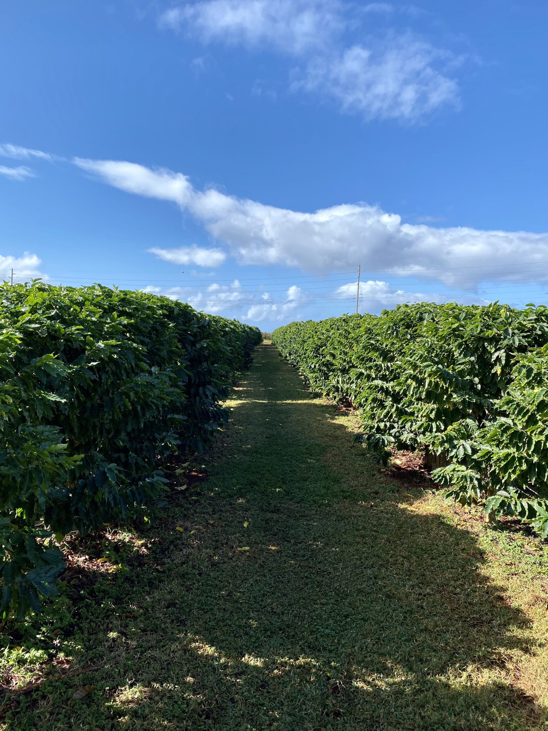kauai coffee plantation