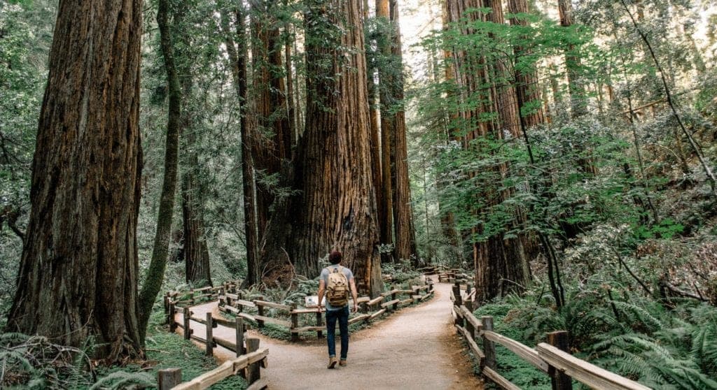 muir woods