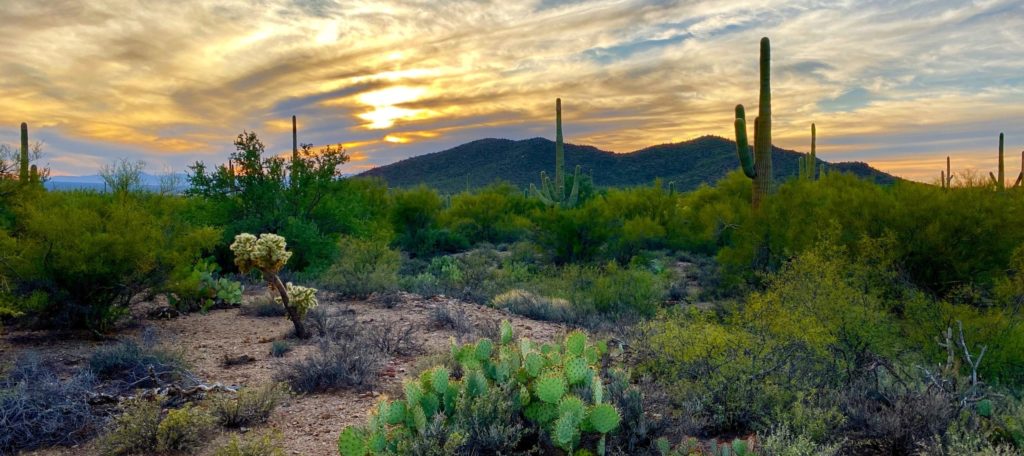 Arizona desert