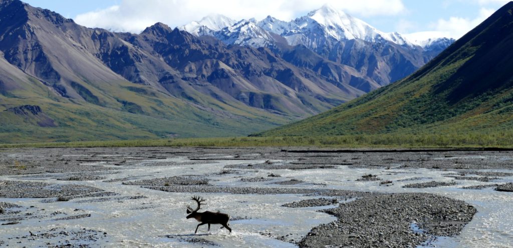 denali national park