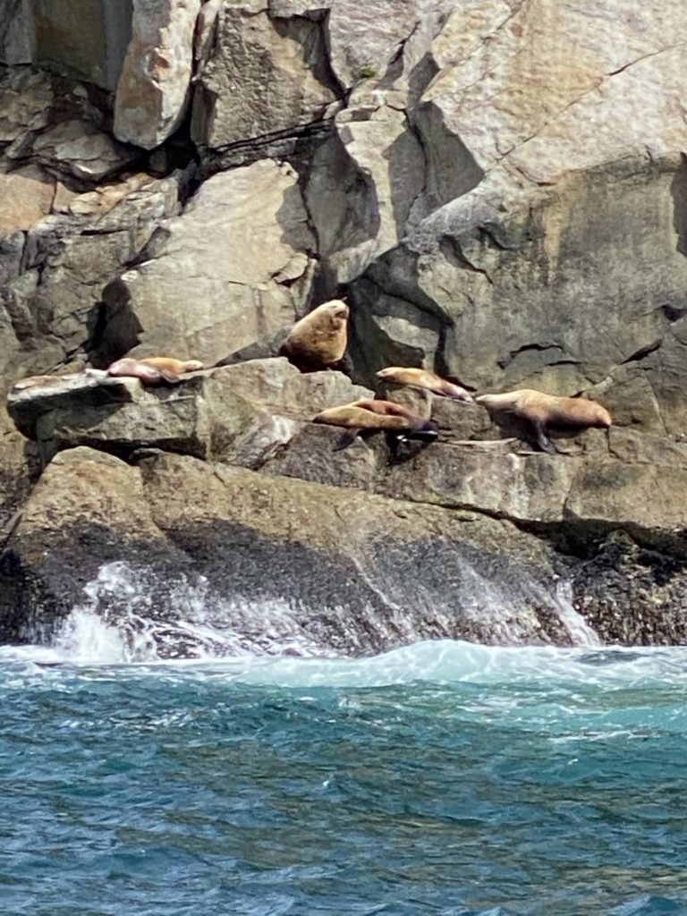 Seals in Seward, Alaska