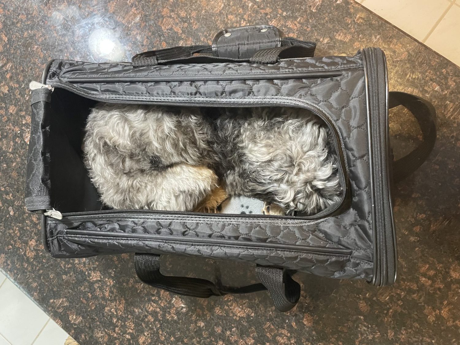 pet in a travel carrier