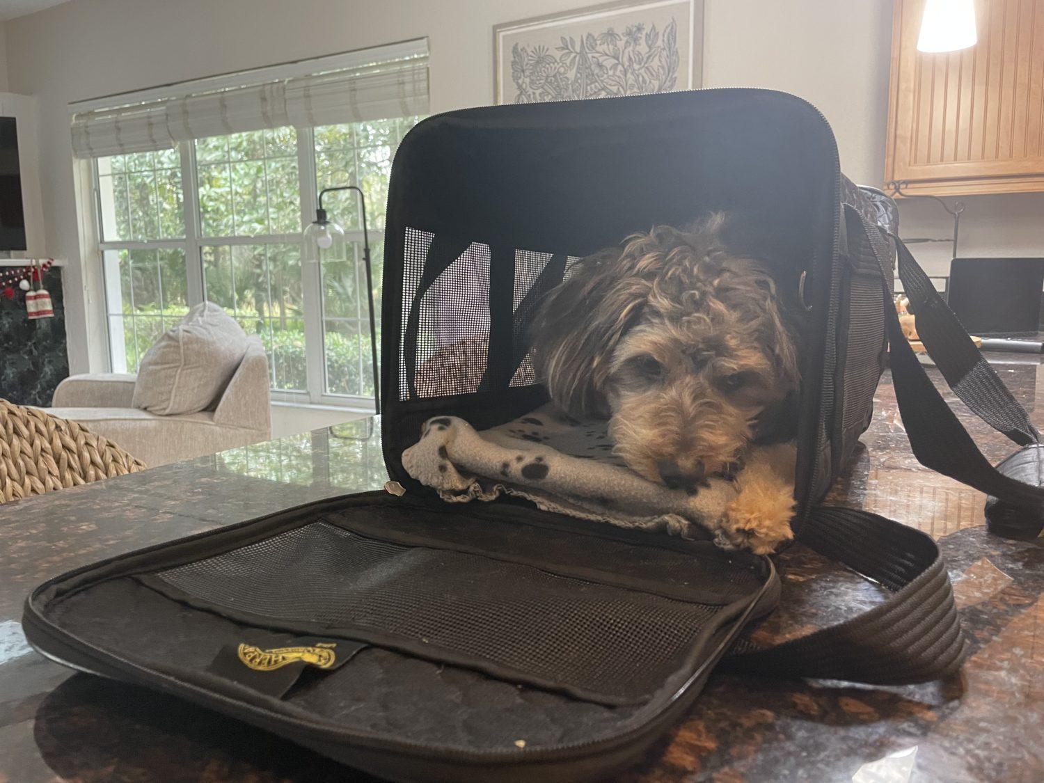 American airlines pet carry on cheap size