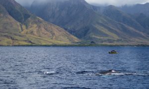 The Best Time To Visit Hawaii: A Month-by-Month Guide Thrifty Traveler