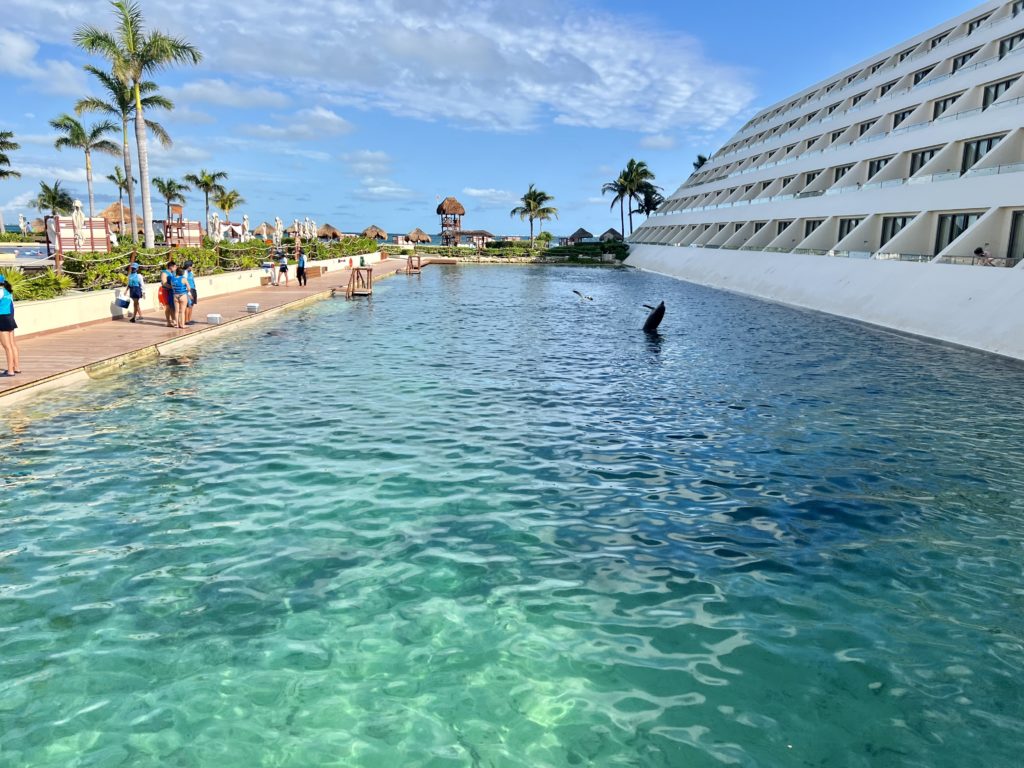 hyatt ziva cancún dolphin pool