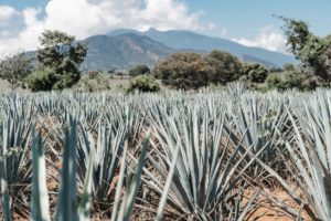 tequila jalisco near guadalajara mexico