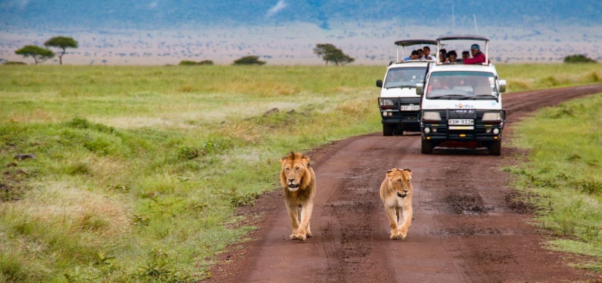Safari Planning Tips: What You Need to Know to Travel to Africa