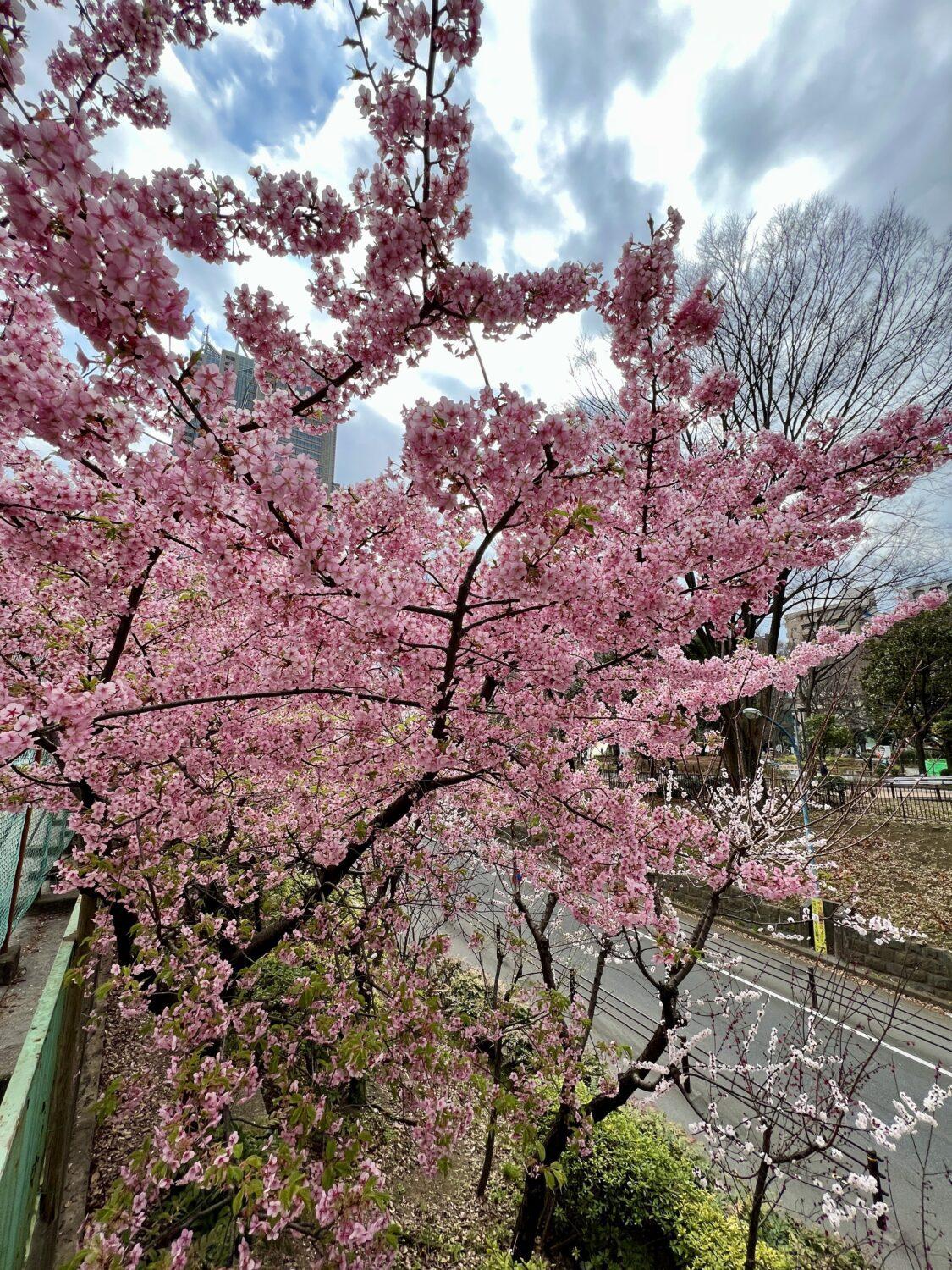 japan plum blossom tree