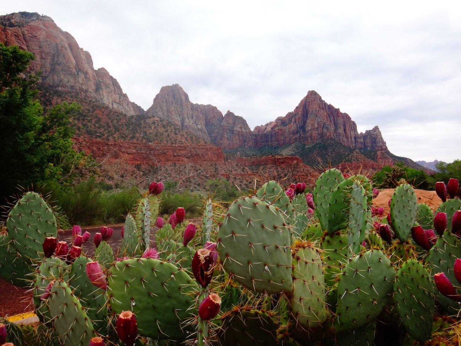 Zion National park