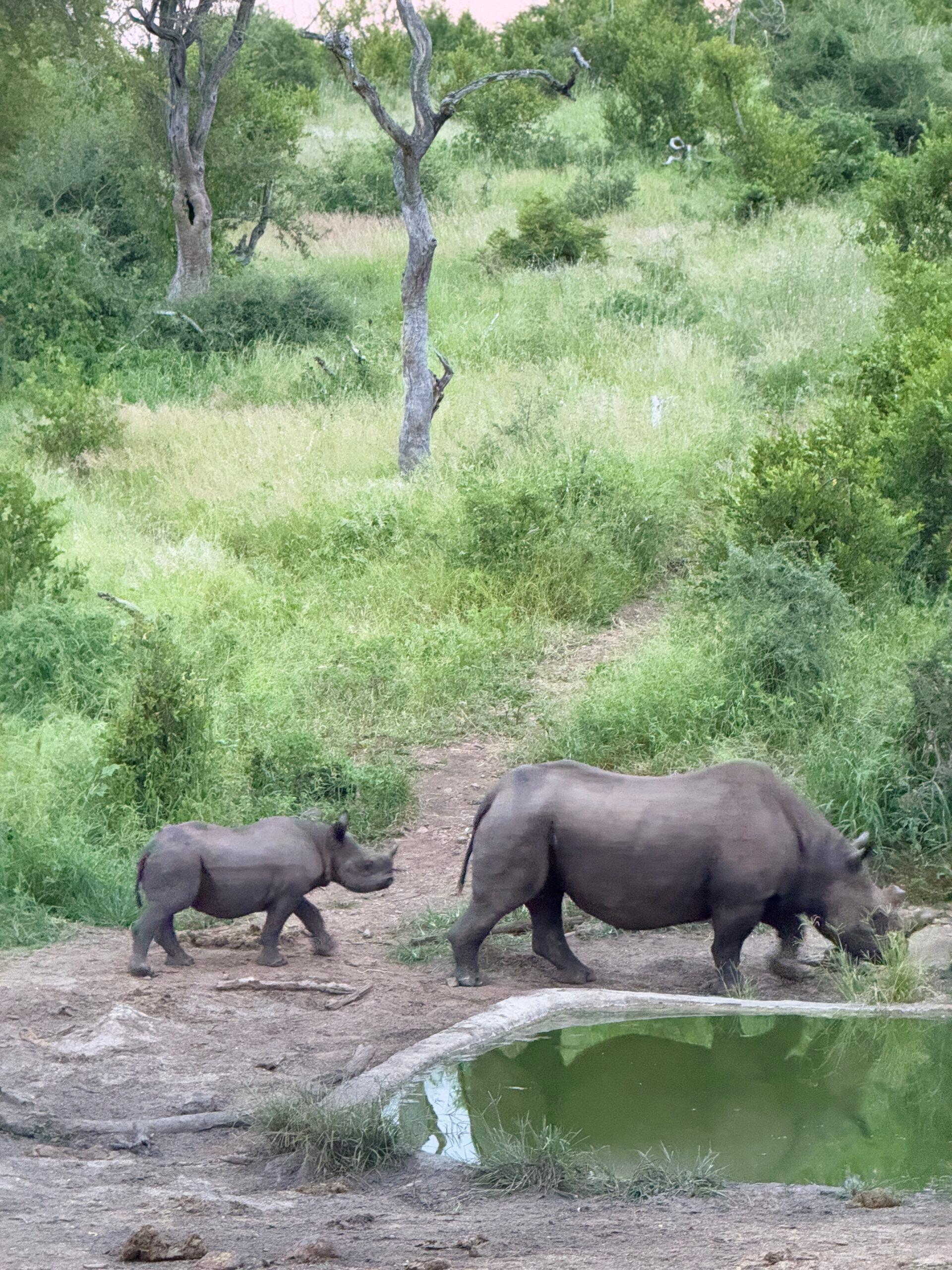baby rhino following a mother rhino at a watering hole