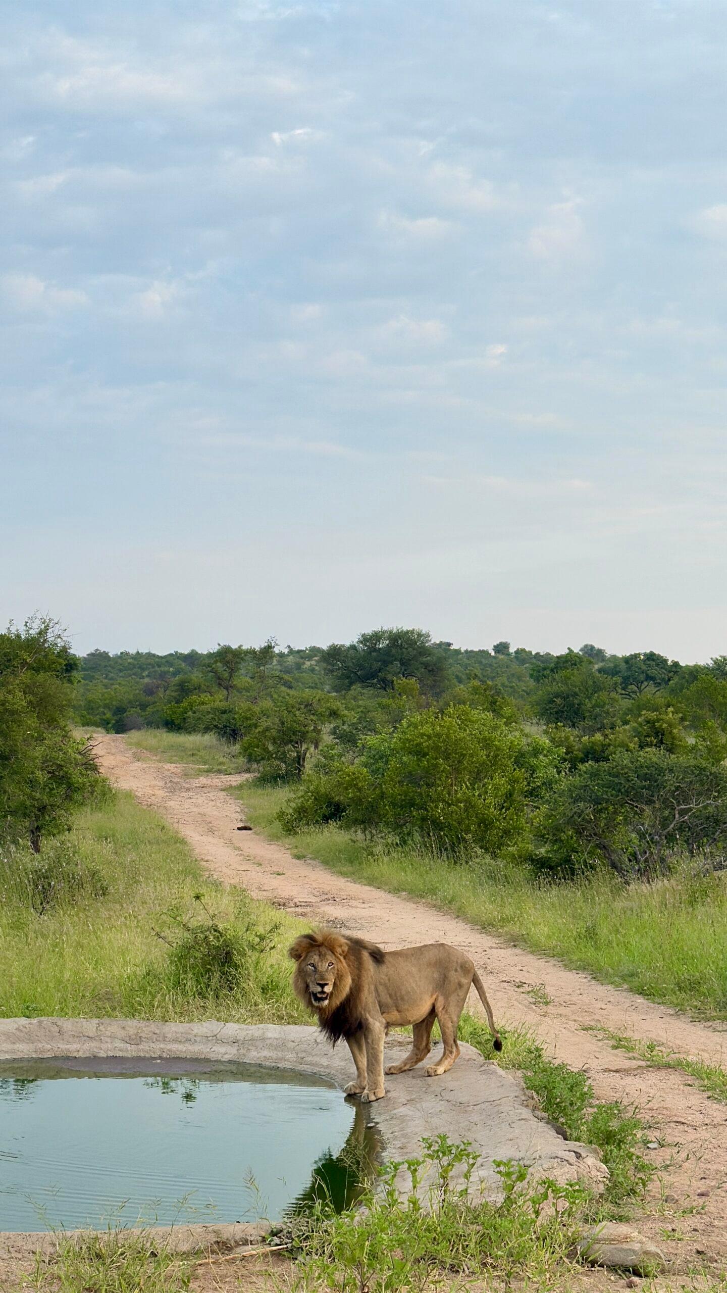 lion at a watering hole