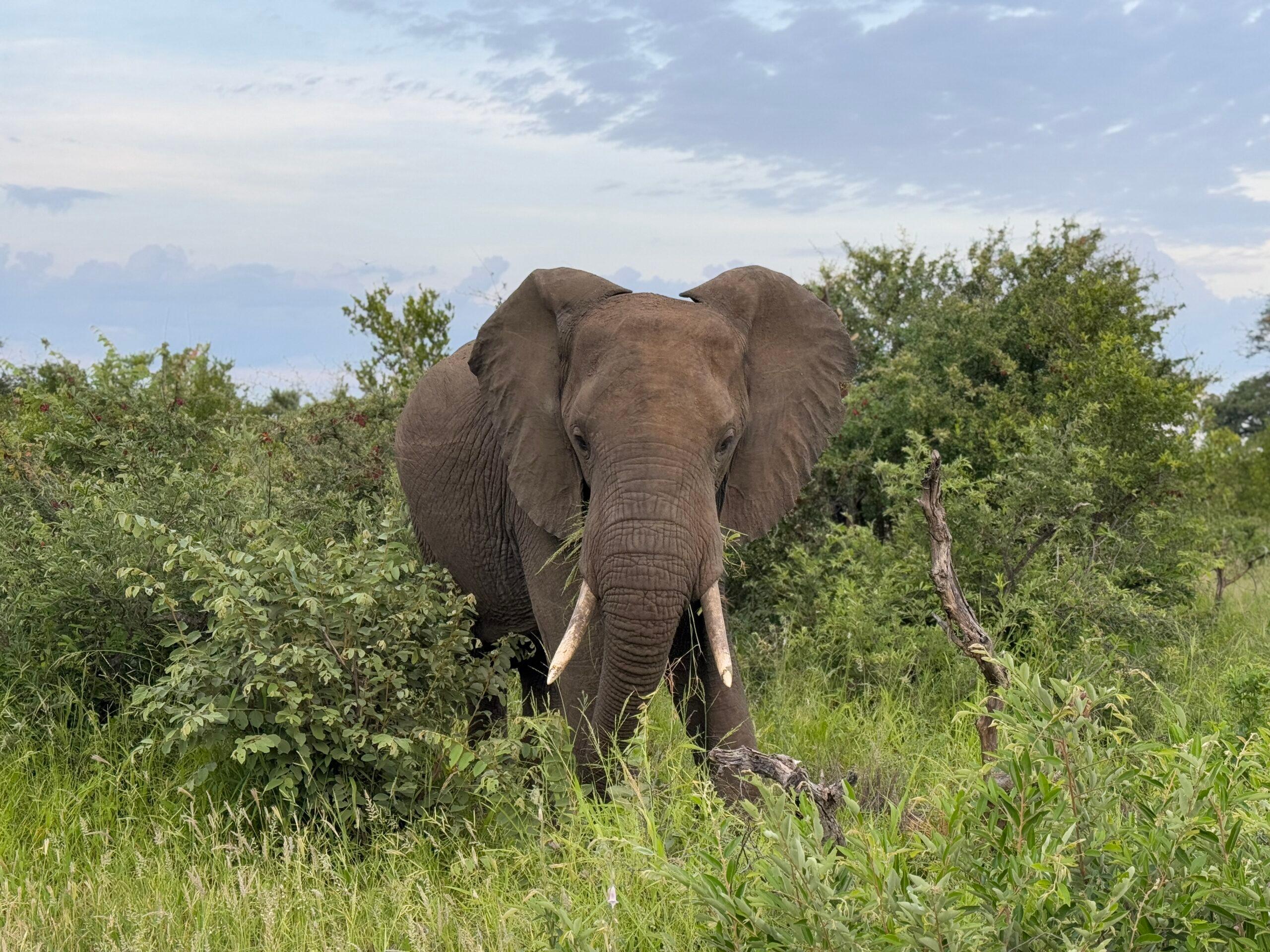 large elephant surrounded by greenery