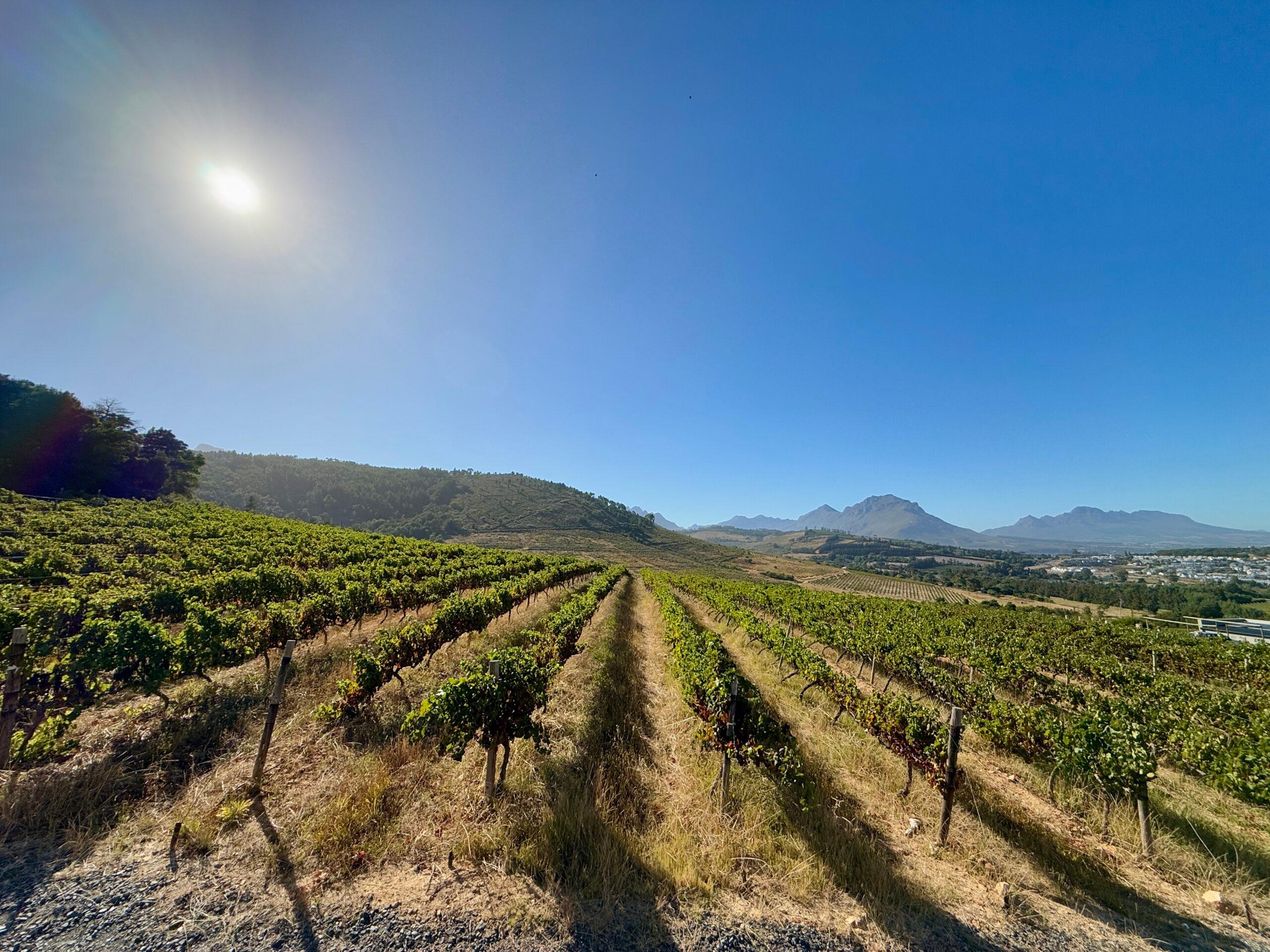 stellenbosch grape fields with table mountain in the background