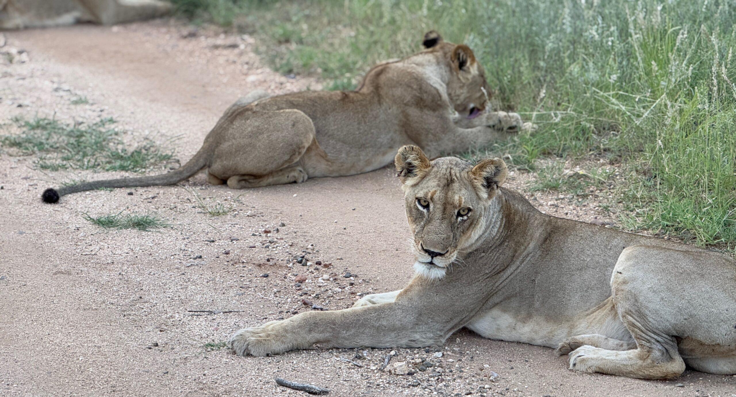 two lions laying on a dirt road