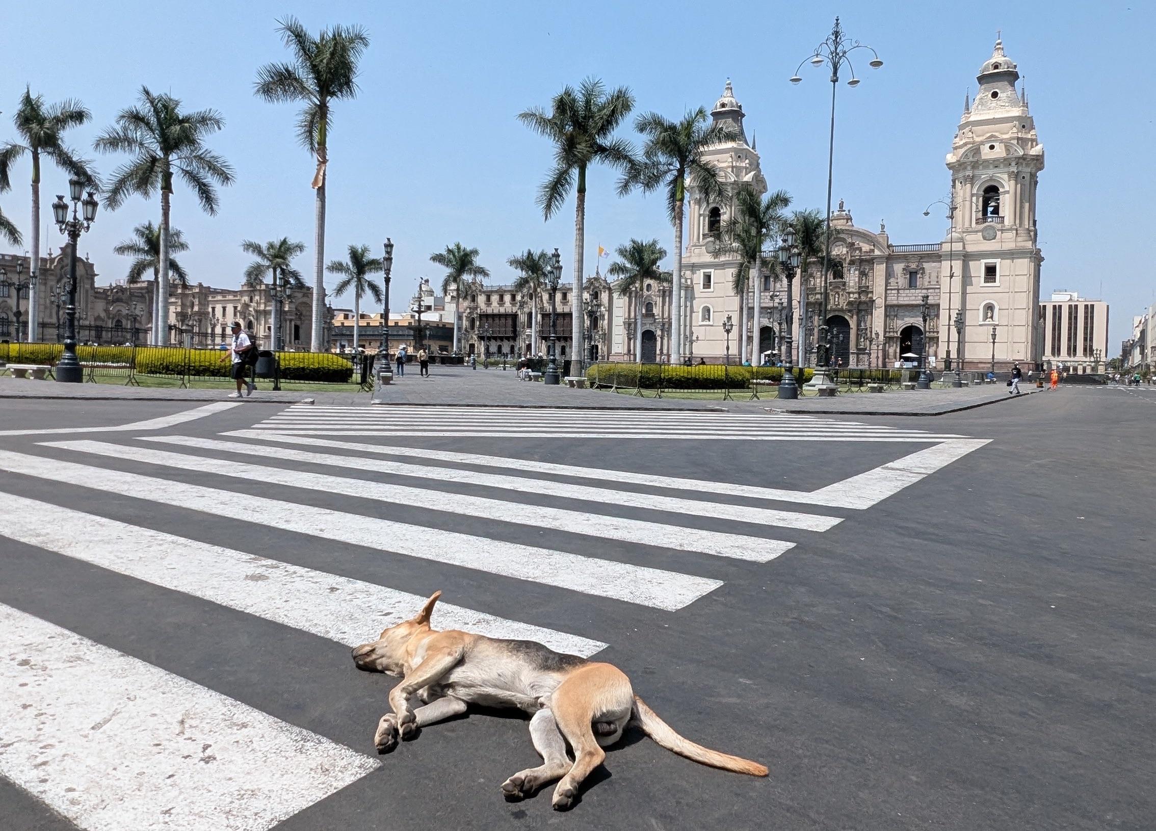 A dog laying on the crosswalk in Plaza Mayor de Lima with a cathedral and palm trees in the background