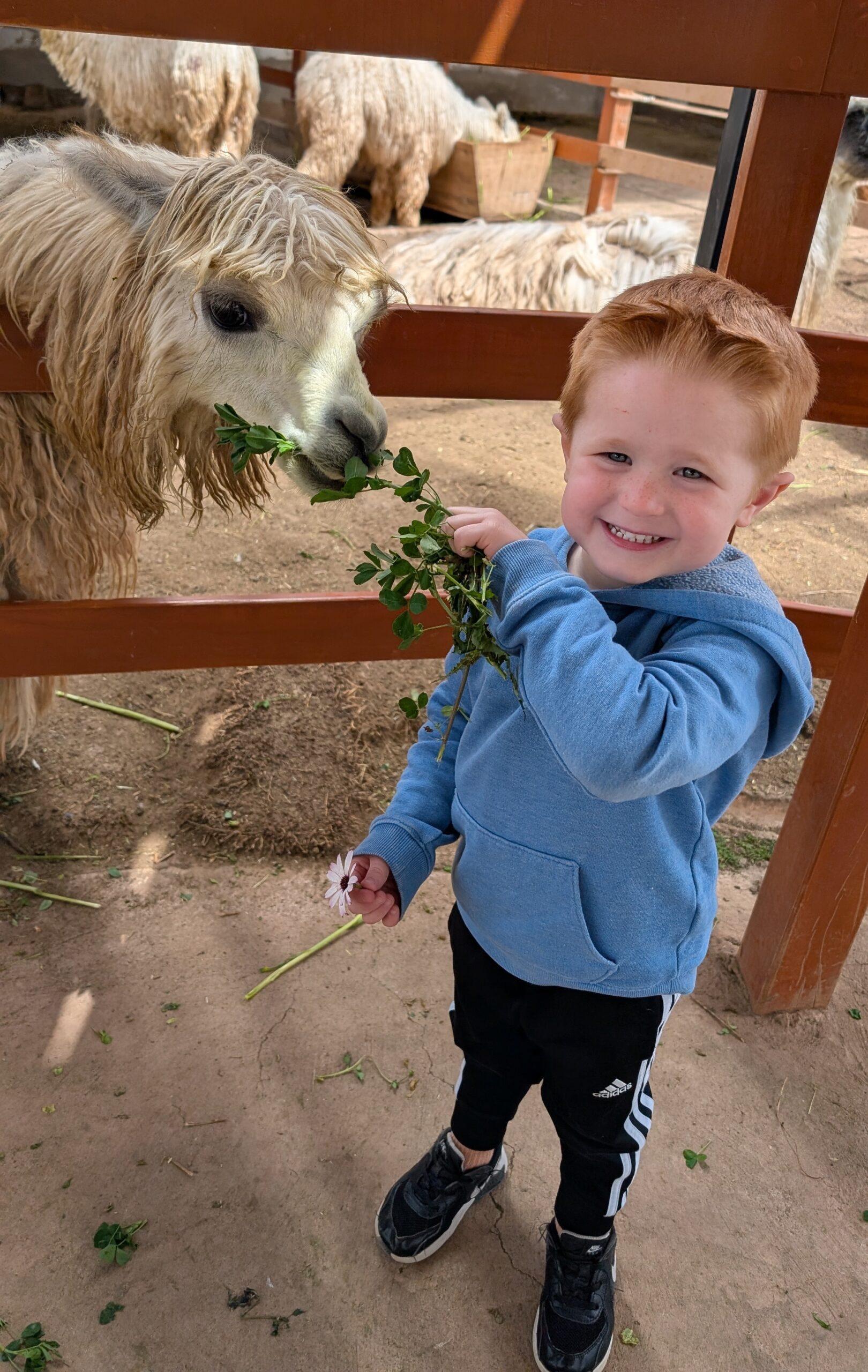A young boy feeding an alpaca.