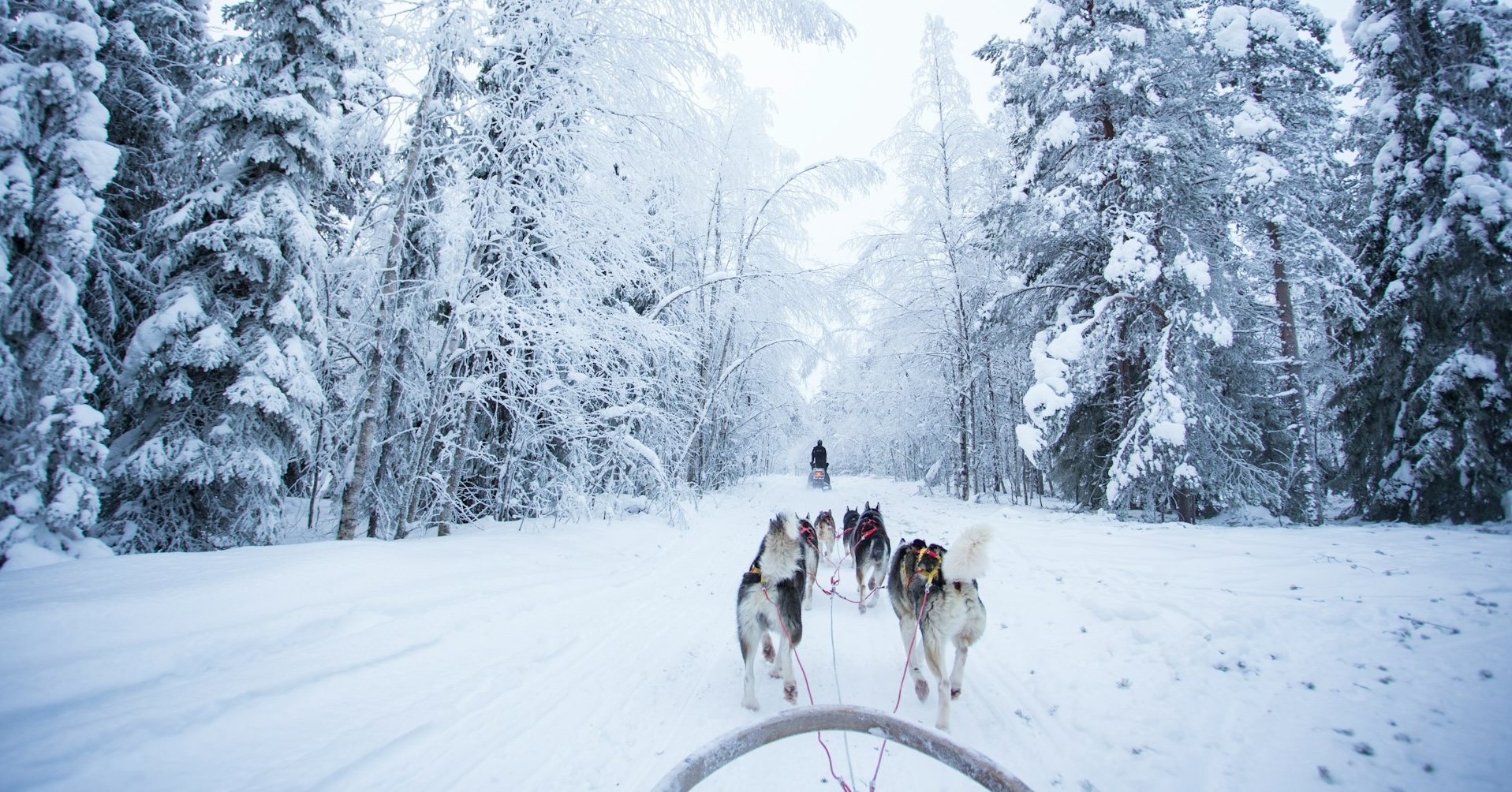 Dogsledding Finland