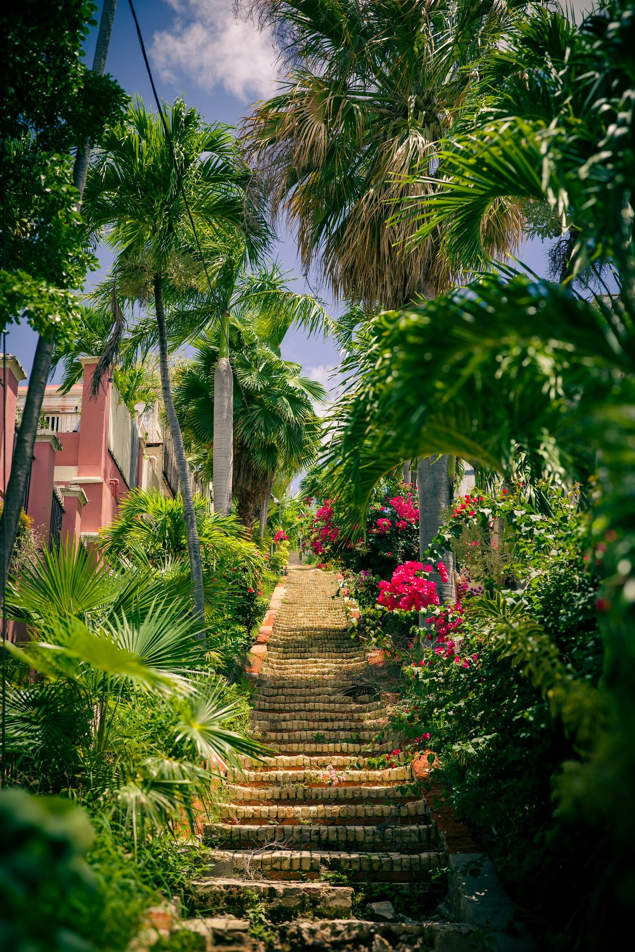 The Extra Mile, July 16: A 100K Card Offer is Ending Soon & Aer Lingus Cuts 3 a picture of a staircase with plants on either side