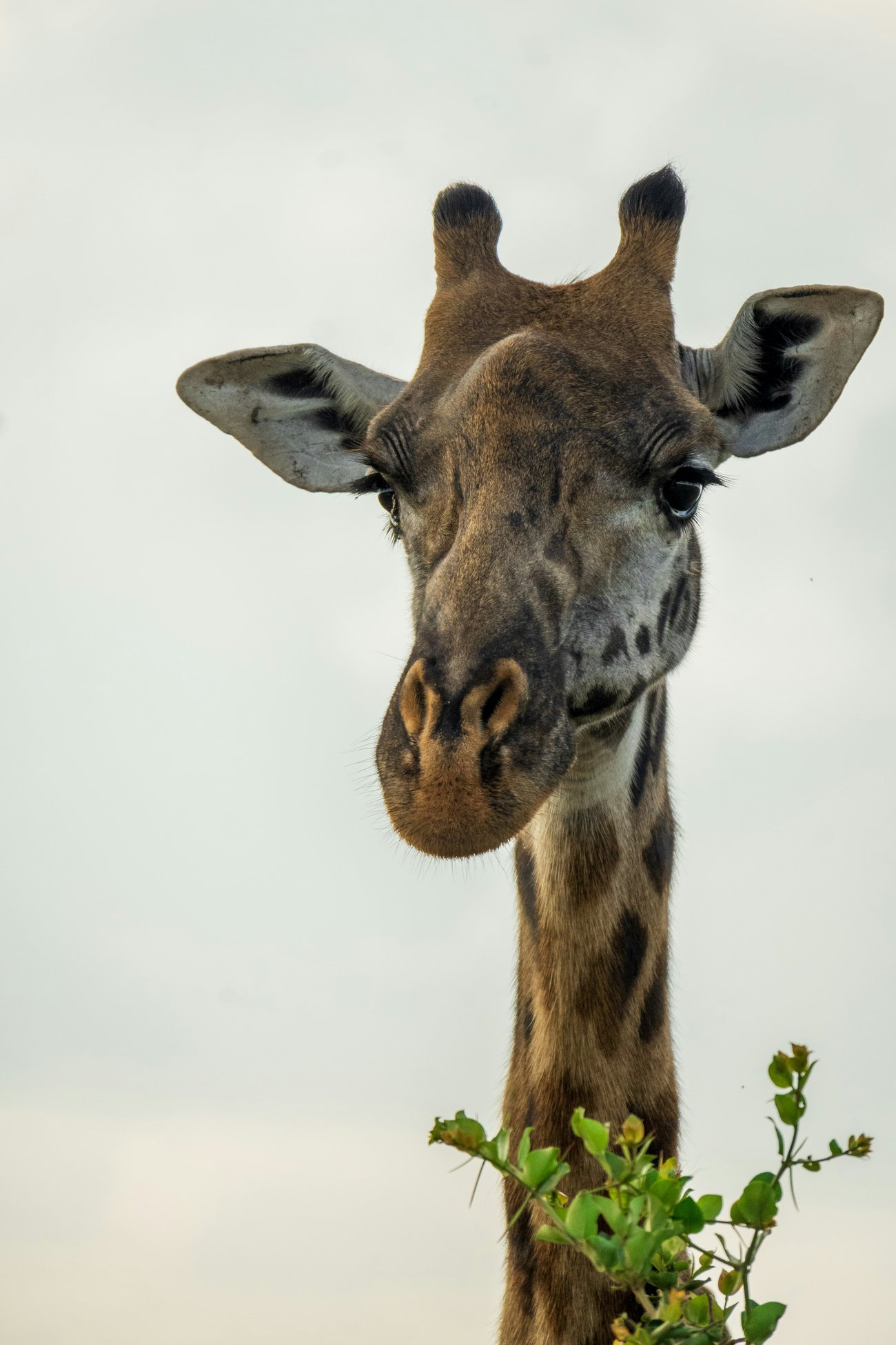 The Extra Mile, Sept. 22: A No-Annual Fee Card Gets Better & So Does Our Favorite Travel Debit Card! 3 giraffe eating a green plant