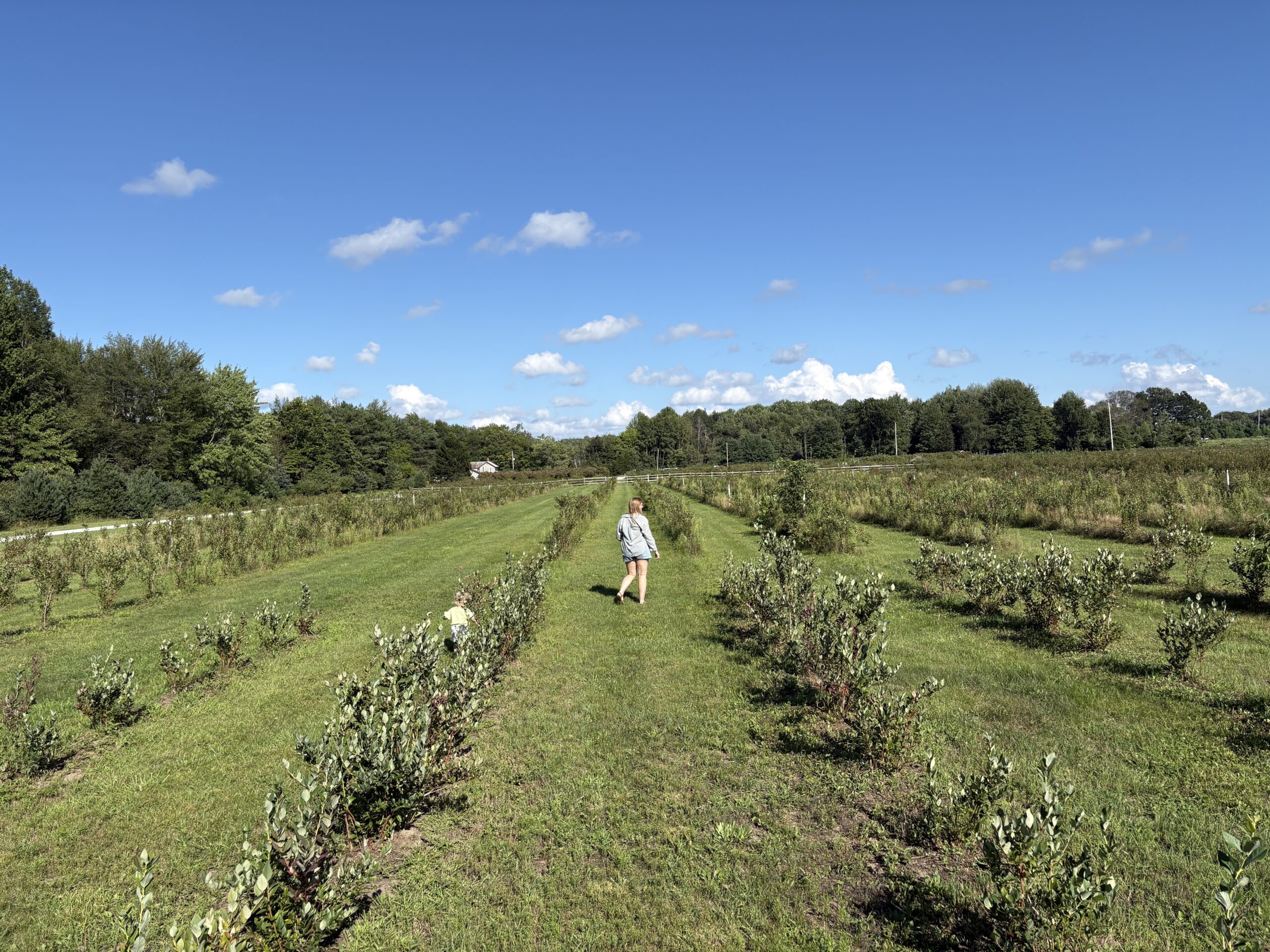 The Fields of Michigan: An Upscale, But Wholesome Glamping Stay Using Hyatt Points 19 Blueberry fields at Fields of Michigan