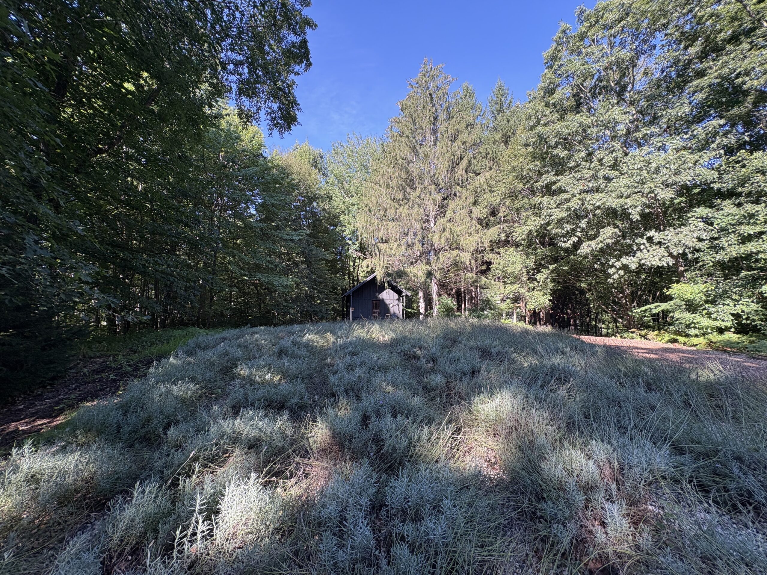 The Fields of Michigan: An Upscale, But Wholesome Glamping Stay Using Hyatt Points 23 Lavender field at Fields of Michigan