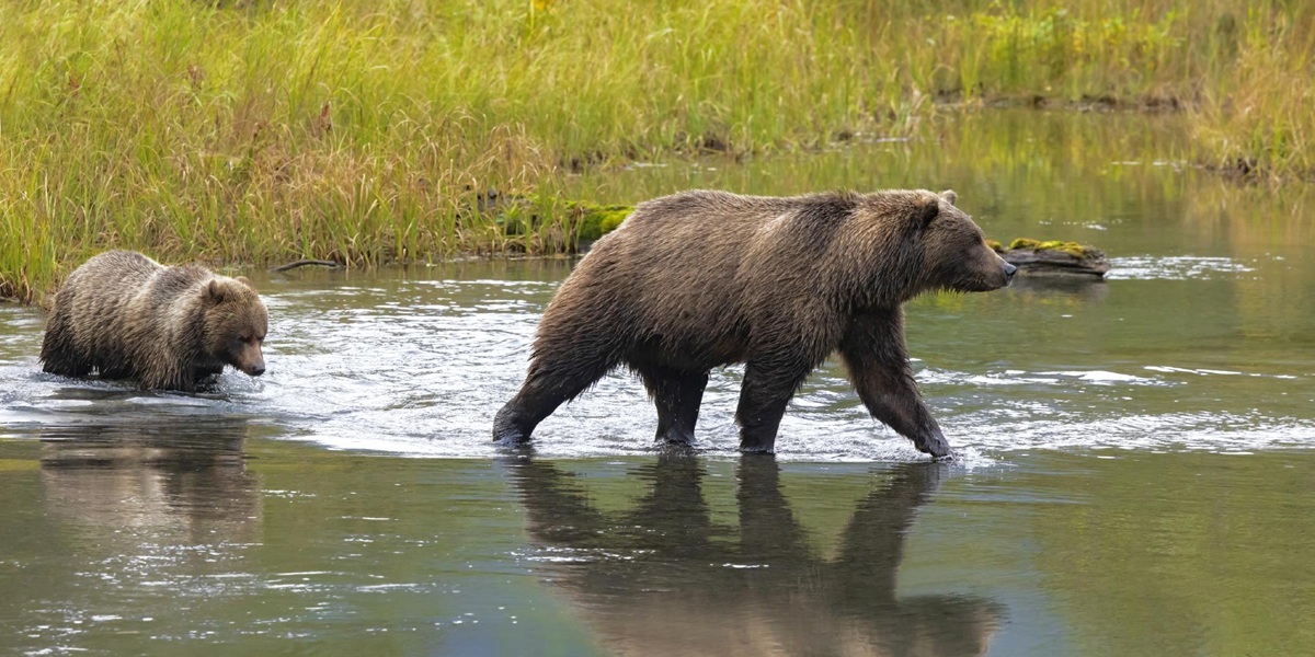 The Extra Mile, Oct. 13: United's Elite Status Shakeup, Picking the Right Atmos "Community" & More 5 Two bears in water.